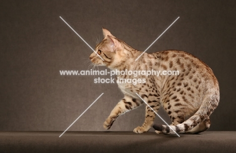 Ocicat on brown background