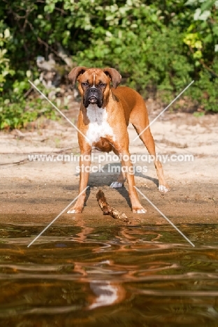 Boxer standing near water