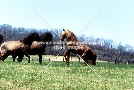 mustang stallion acting up to two mustang mares