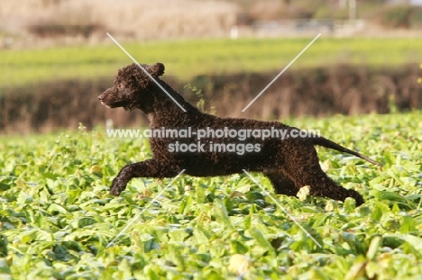 Irish Water Spaniel running in field