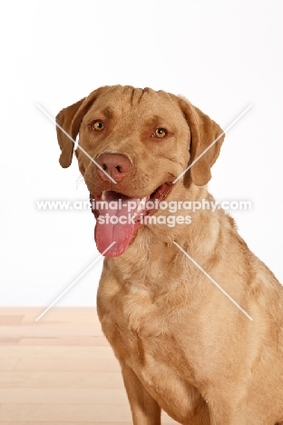 Chesapeake Bay Retriever smiling