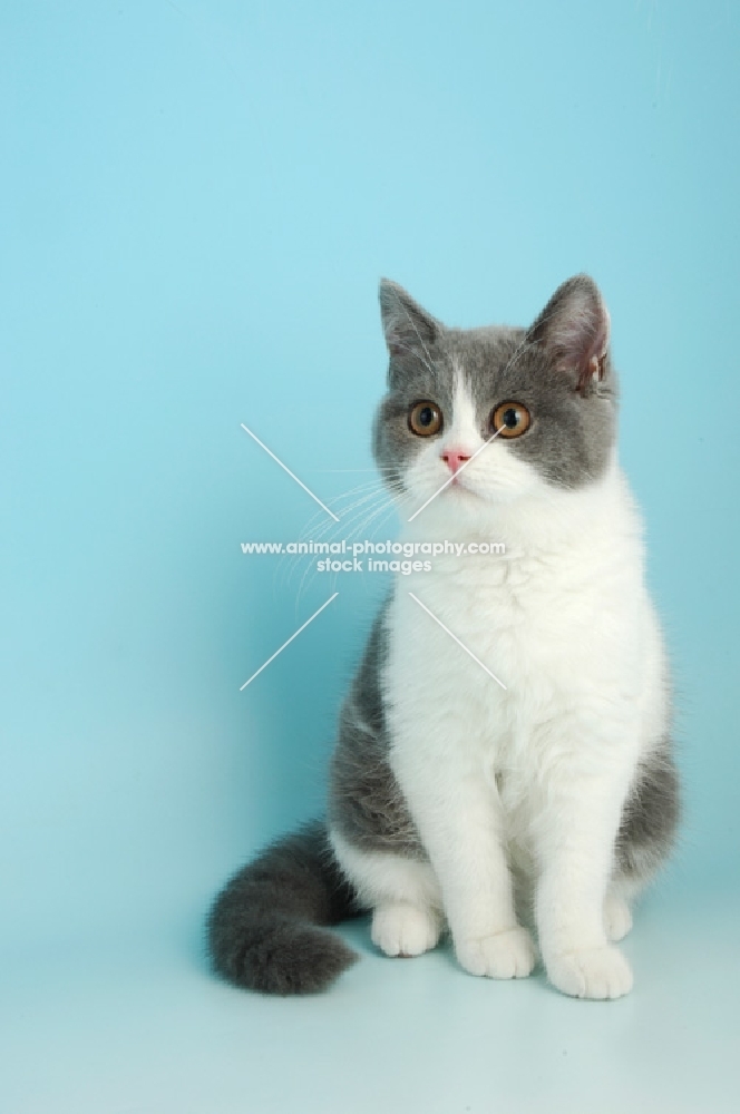 british shorthair sitting, bi-colour, blue and white