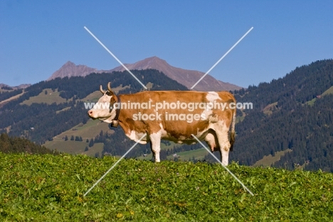 cow in the alps, side view