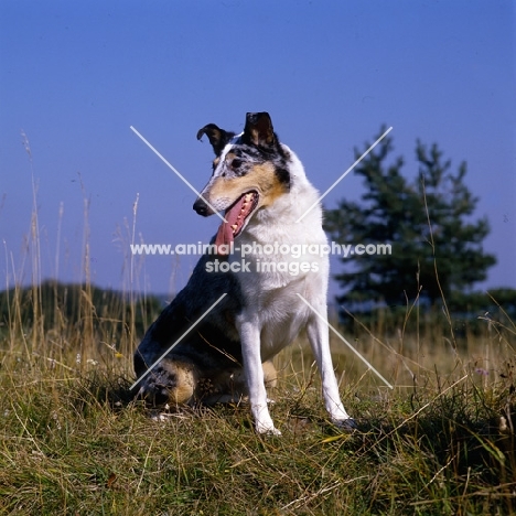 smooth collie sitting panting