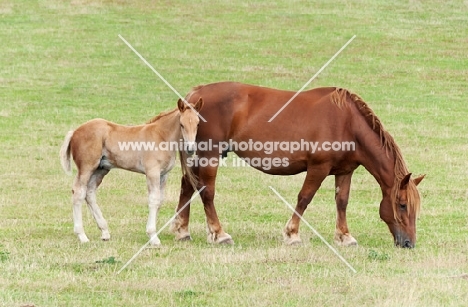 Two suffolk punch horses in green field