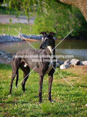 Greyhound in the park