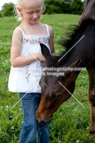 curious Appaloosa foal