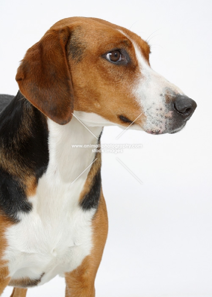 Australian Champion Hamiltonstovare on white background