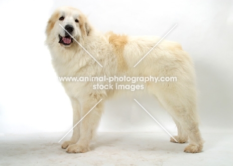 Pyrenean Mountain Dog on white background