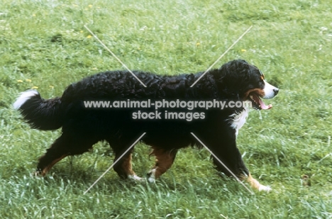 bernese mountain dog walking across grass