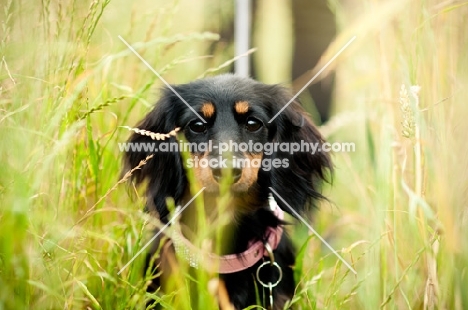 longhaired miniature Dachshund behind grass