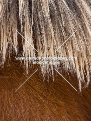 Suffolk Punch hair
