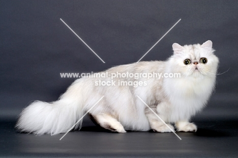 Shaded Silver Persian