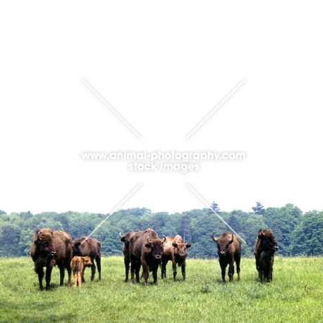 european bison at Woburn