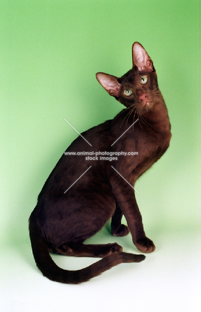 young Havana cat sitting on green background