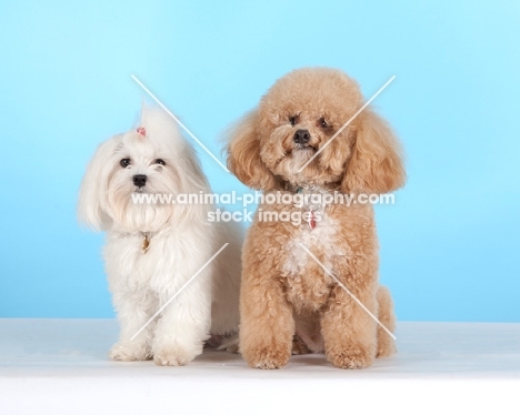 Maltese (right) with Cross Bred dog