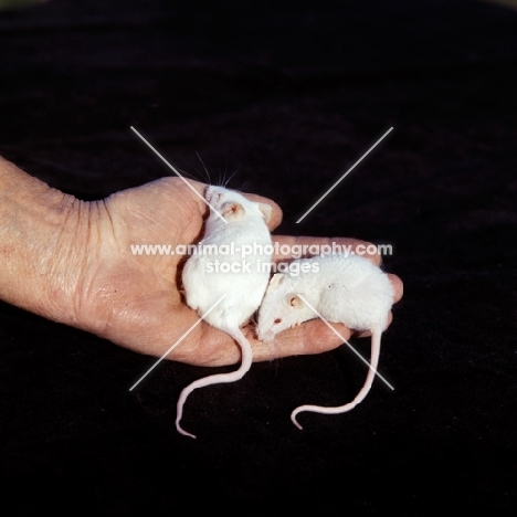 two white mice with different coat types