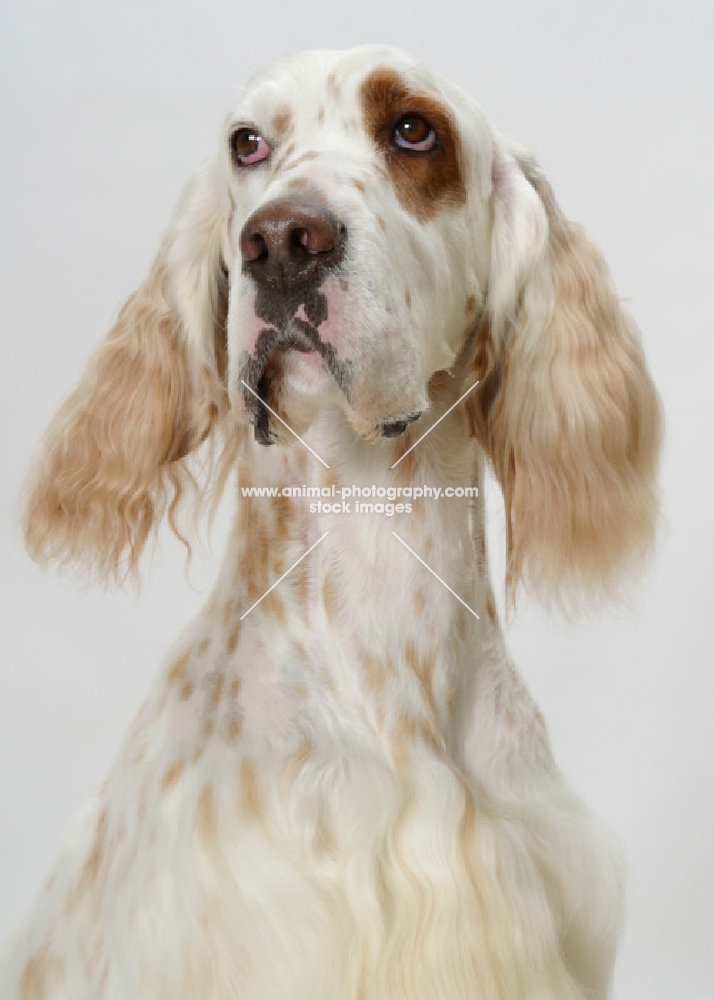 Orange Belton coloured Champion English Setter, looking up