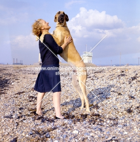 Great Dane standing up with woman on beach