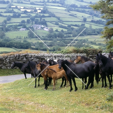 shilstone rocks sanduck, bay in centre with group of dartmoor mares and foals returning from the moor