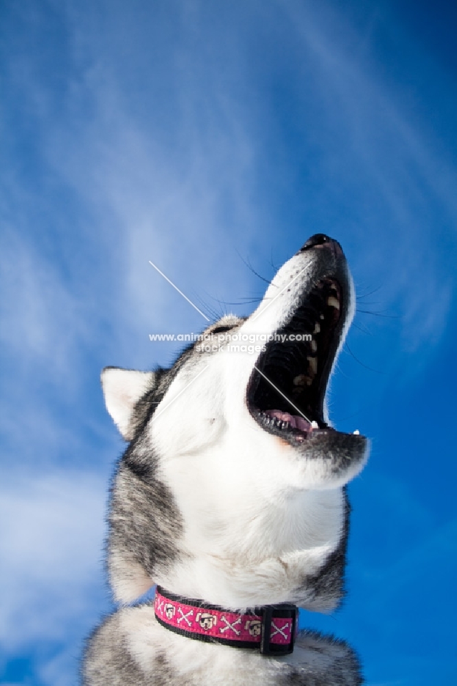 Husky howling against blue sky