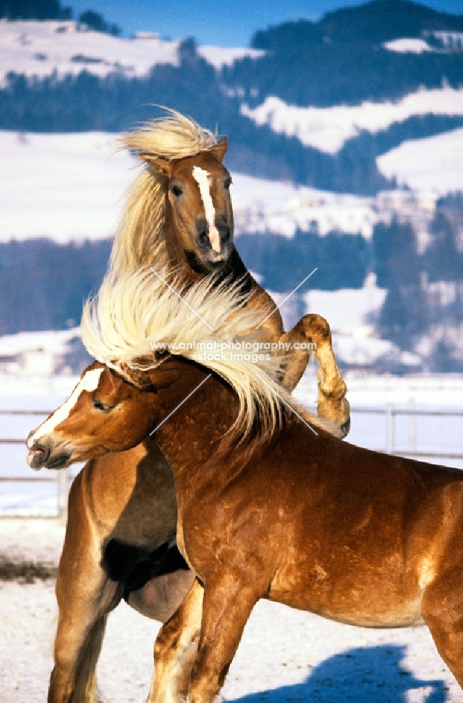 two Haflinger colts prancing in play fight 