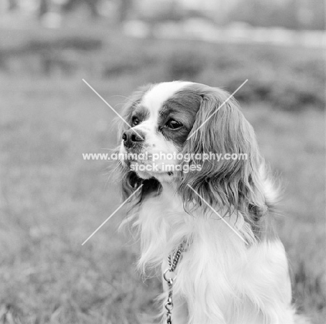 cavalier king charles spaniel