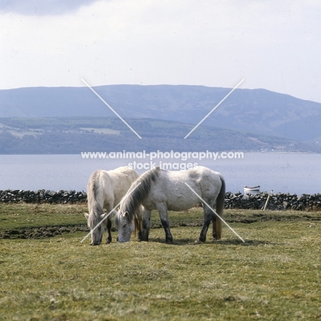 Two Eriskay Ponies grazing on Holy Island,