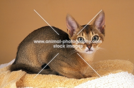 young abyssinian kitten