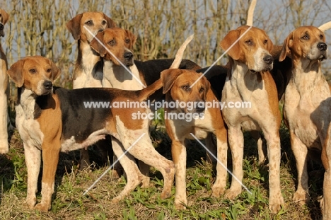 group of English Foxhounds