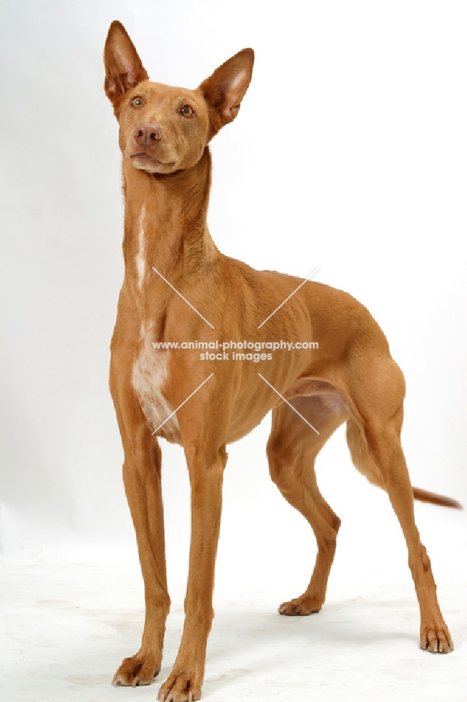 Australian Champion Pharaoh Hound standing on white background