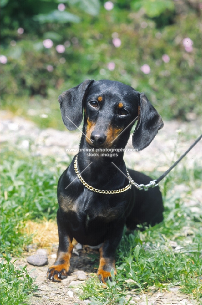 Dachshund on leash