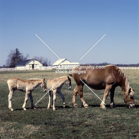 American Belgian mare with two foals 