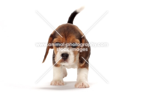 Beagle puppy front view on white background