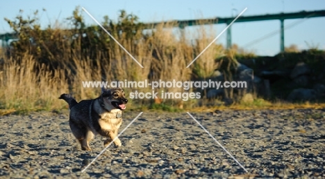 Swedish Vallhund running on sand