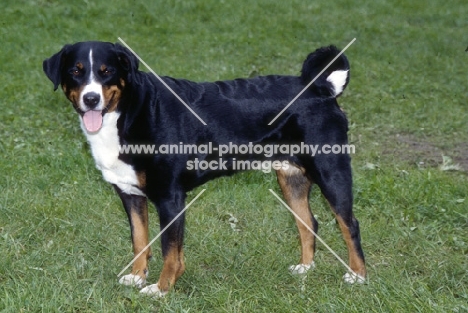 appenzeller standing on grass
