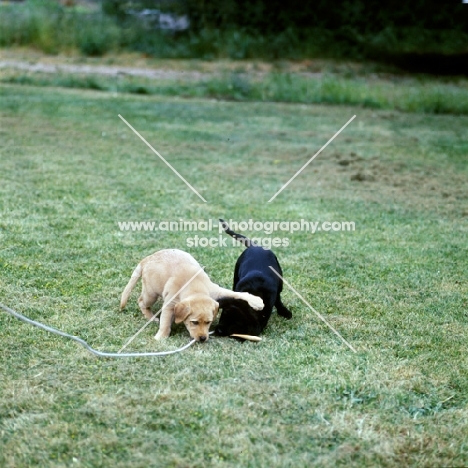 two labrador pups playing with a string