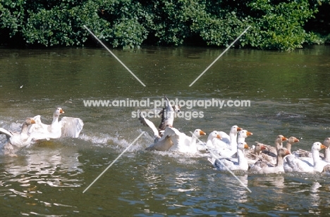 Welsh Sheepdog working geese in river