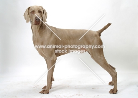 Australian Champion Weimaraner on white background