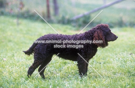 American Water spaniel side view