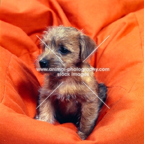 norfolk terrier puppy on a beanbag