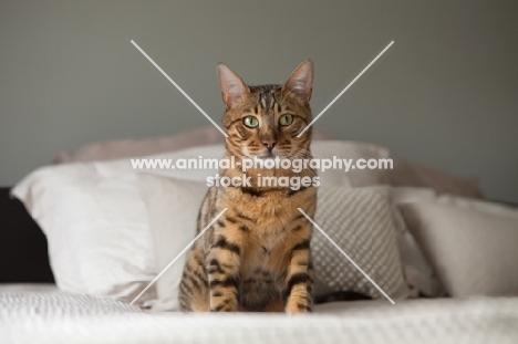 Bengal cat sitting on bed looking at camera