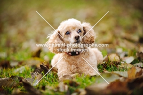 apricot coloured toy Poodle in autumn