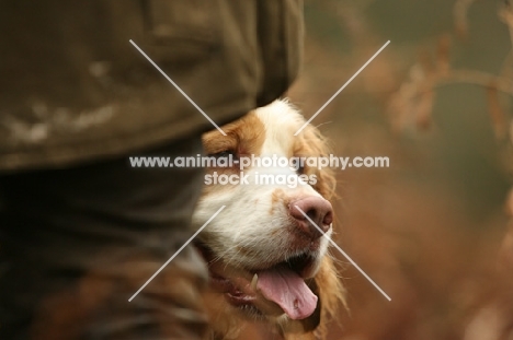 Clumber Spaniel behind man