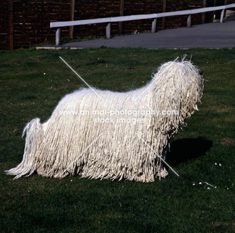  hercegvaros cica of borgvaale and loakespark (kitten) komondor standing on grass