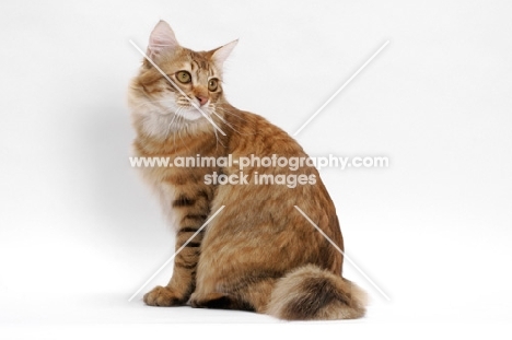 American Bobtail, Chocolate Spotted Tabby, sitting down