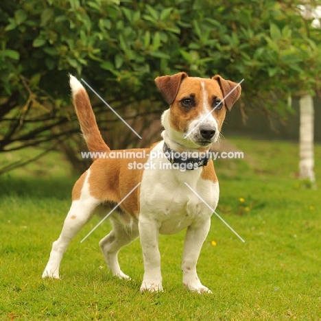 Jack Russell Terrier in garden