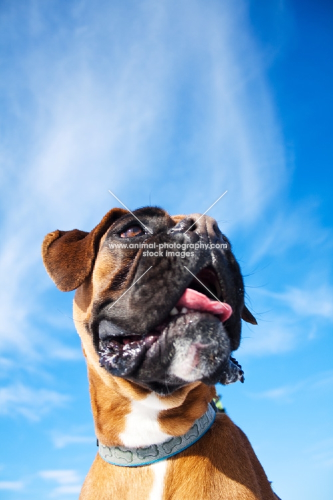 Boxer against blue sky