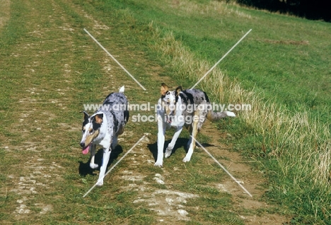 two smooth collies trotting down a track