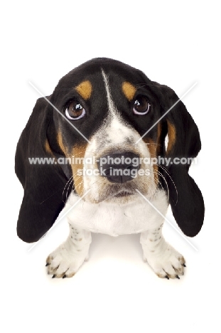 Bassett Hound cross Spaniel puppy looking up isolated on a white background, with fisheye lens look